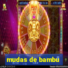 mudas de bambu